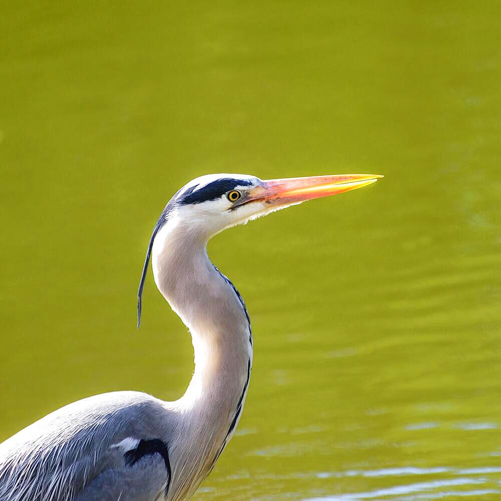 Close-up, head shot of a Great Blue Heron