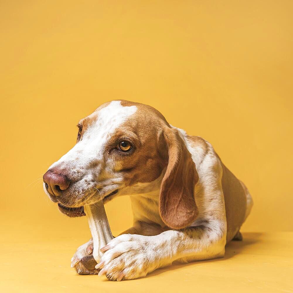 Front view beautiful dog eating bone