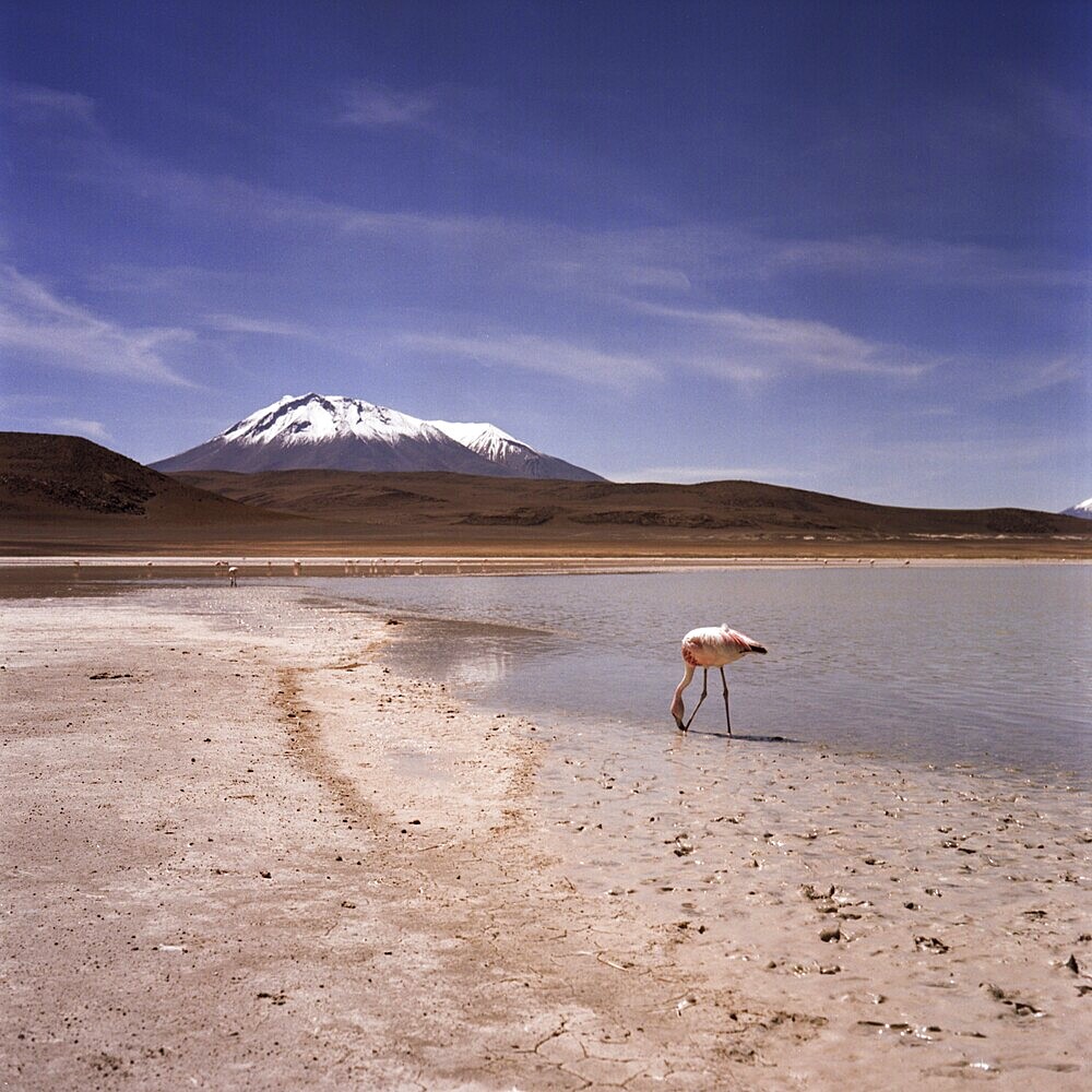 Atacama Desert Bolivia Plateau Flamingo Lagoon Mountains