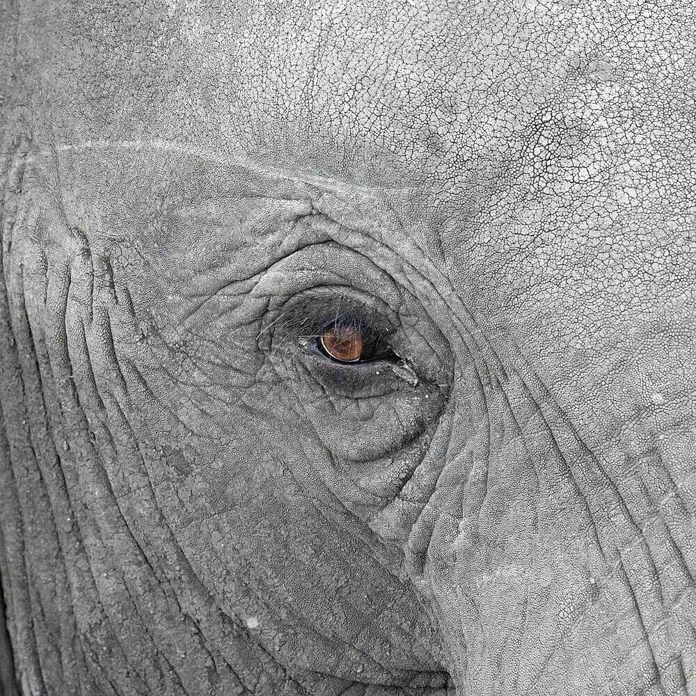 Elephantidae, detail, Kruger National Park, South Africa