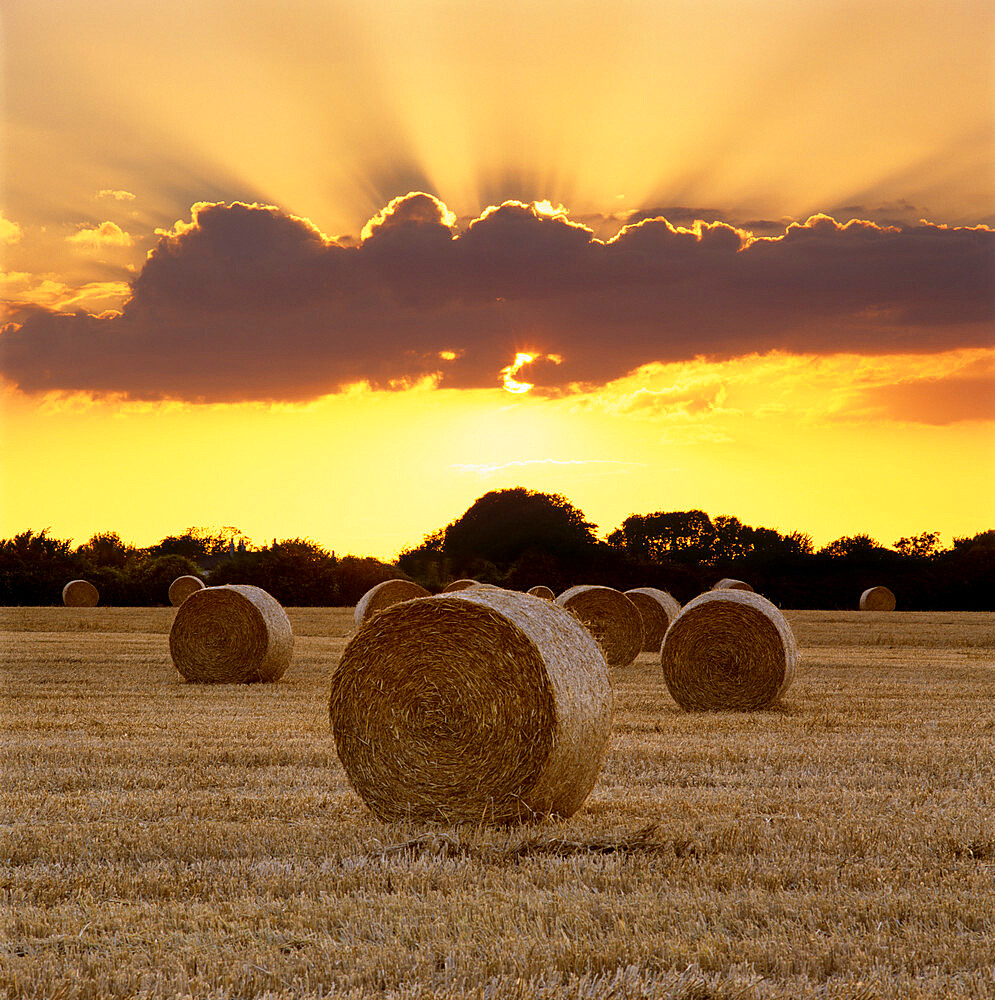 Hay bales at sunset, East Sussex, England, United Kingdom, Europe