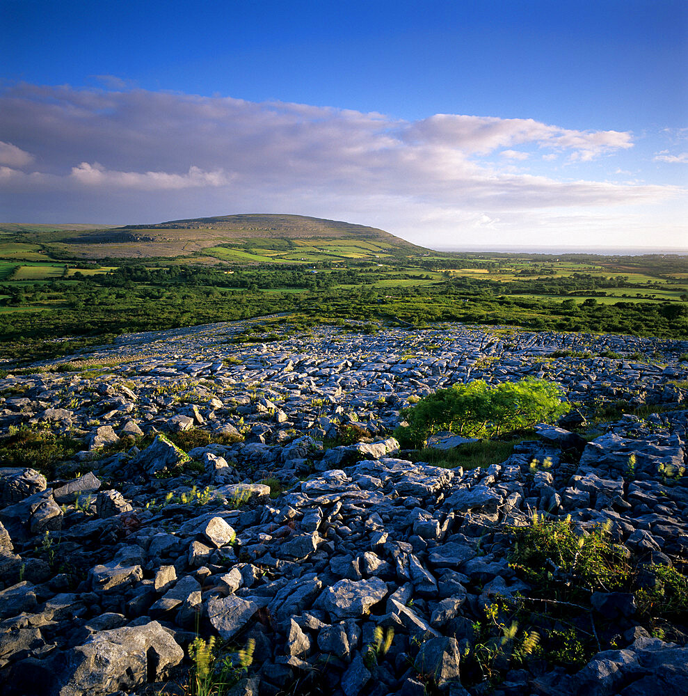 Limestone pavement, The Burren, County Clare, Munster, Republic of Ireland, Europe