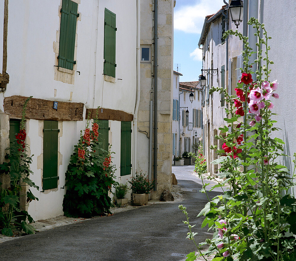 Typical street scene with Hollyhocks, St. Martin, Ile de Re, Poitou-Charentes, France, Europe