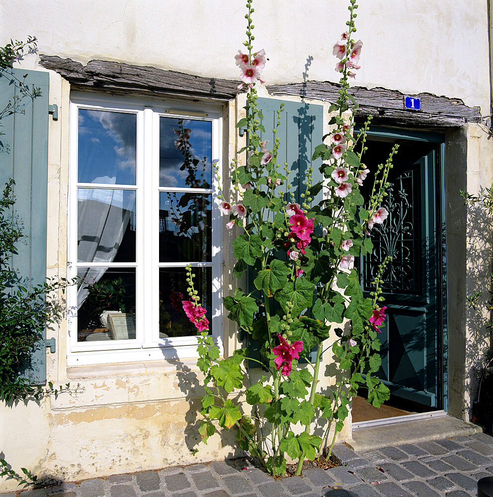 Typical scene of shuttered windows and hollyhocks, St. Martin, Ile de Re, Poitou-Charentes, France, Europe