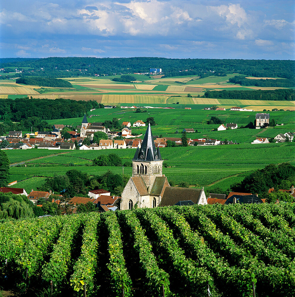 Champagne vineyards, Ville-Dommange, near Reims, Champagne, France, Europe