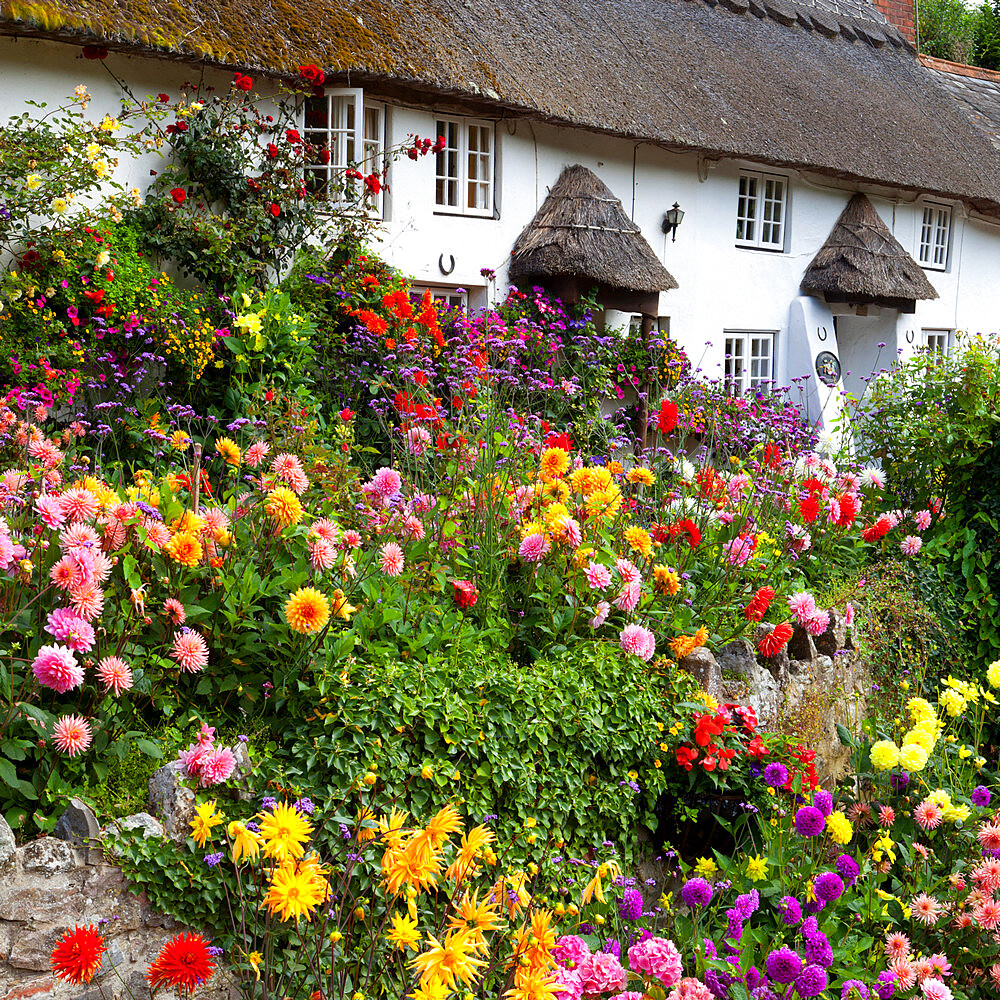 Flower fronted thatched cottage, Devon, England, United Kingdom, Europe