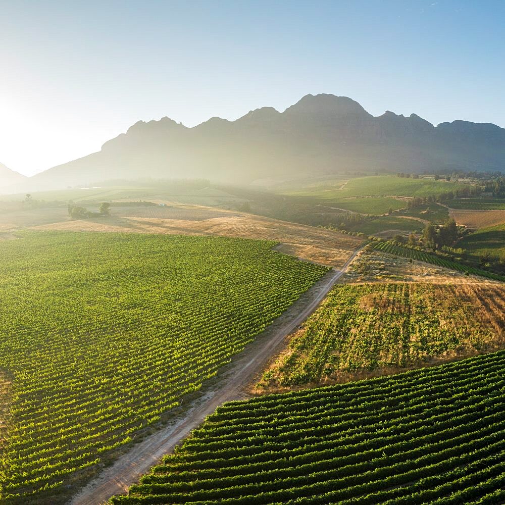 Aerial view of wine vineyards near Stellenbosch, Western Cape, South Africa