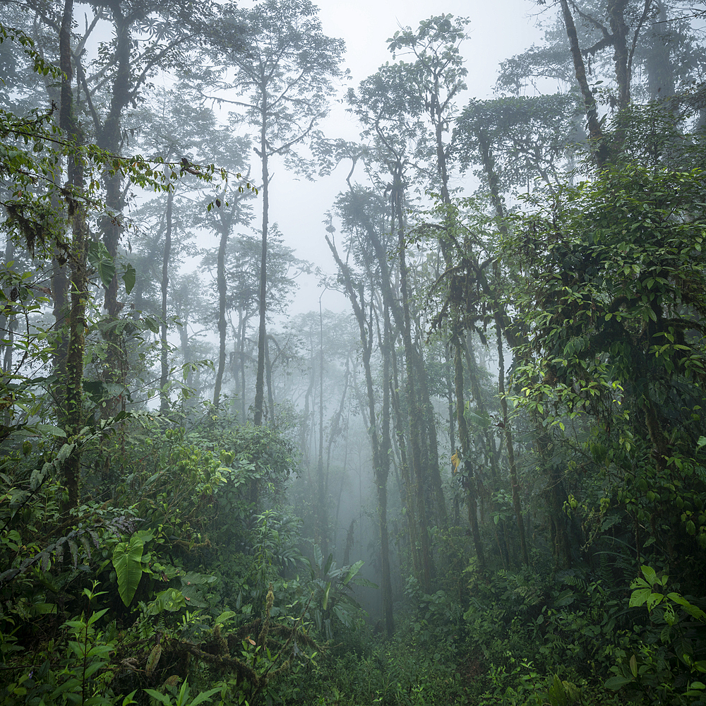 The Cloudforest, Mashpi Lodge, Reserva Mashpi Amagusa, Pichincha, Ecuador, South America