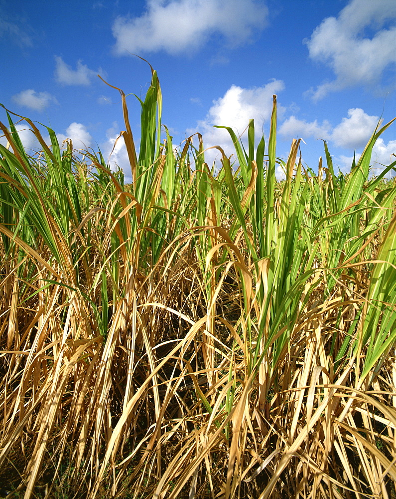 Sugar cane, Barbados, West Indies, Caribbean, Central America