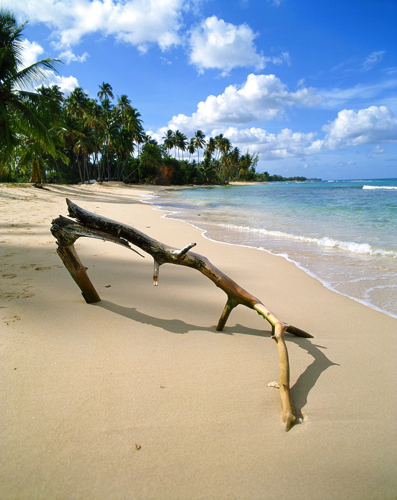 Beach, Barbados, West Indies, Caribbean, Central America