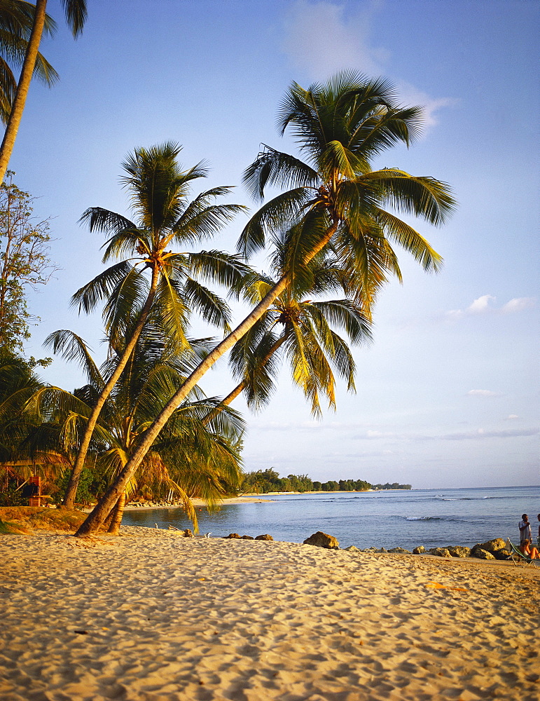 Palm Trees on a Sandy Beach, Barbados