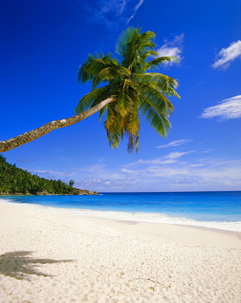 Palm tree and beach, Seychelles