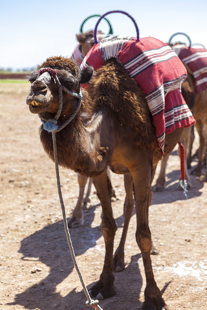 A camel just outside of Marrakesh, Morocco, North Africa, Africa