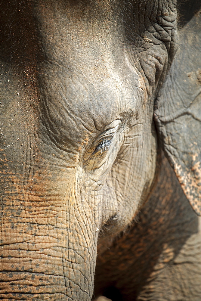 Close up of a adult elephant's (Elephantidae) head and crinkled skin, Pinnewala Elephant Orphanage, Sri Lanka, Asia 