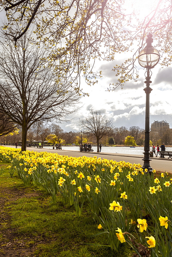 Visitors walking along the Serpentine with daffodils in the foreground, Hyde Park, London, England, United Kingdom, Europe  