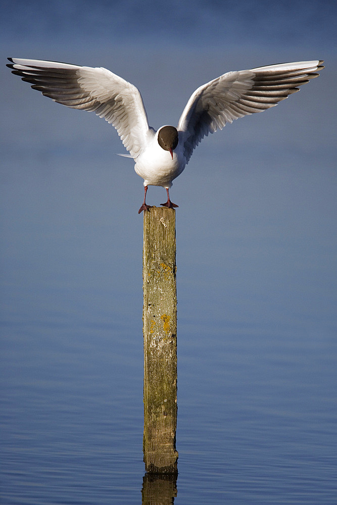 Blackheaded gull (Larus ridibundus). UK