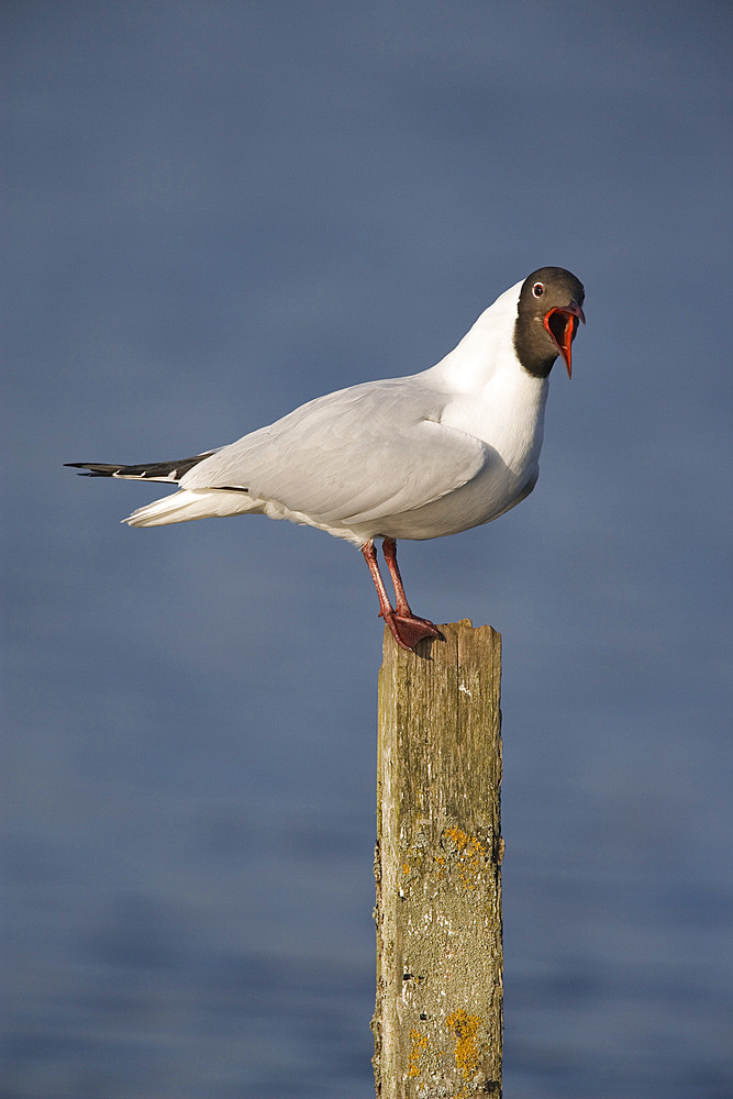 Blackheaded gull (Larus ridibundus). UK