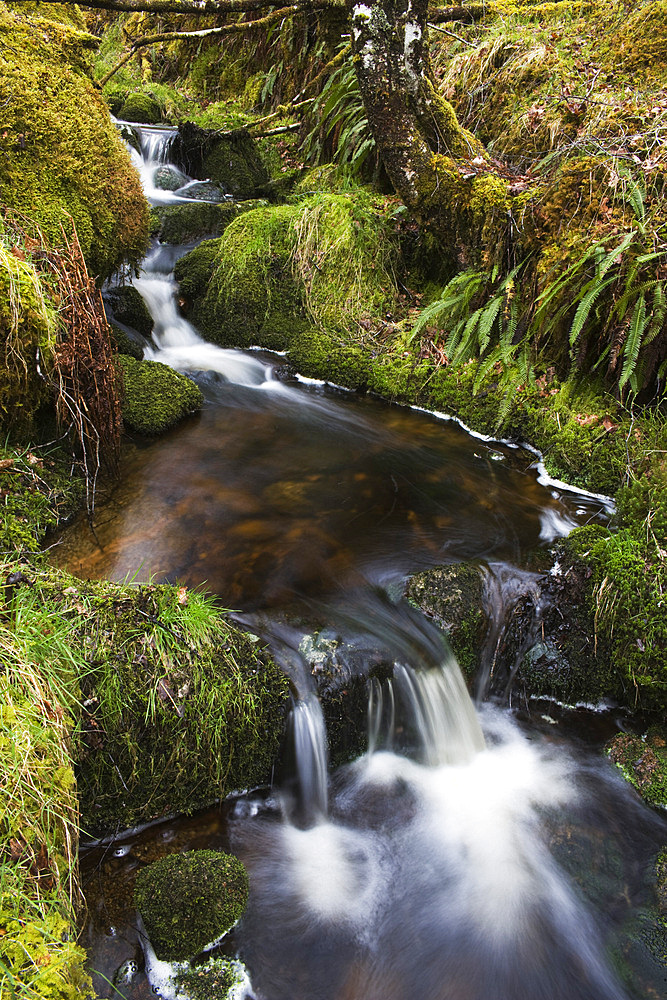 Stream in oak wood. Ariundle Woods National Nature Reserve, Strontian, Argyll, Scotland, UK