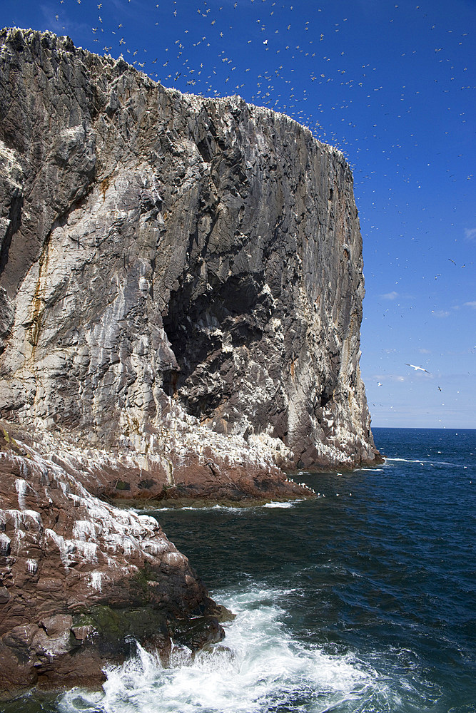 Bass Rock, Firth of Forth, Scotland, UK