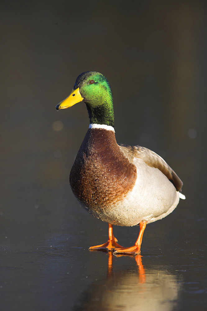 Mallard male(Anas platyrhynchos) on frozen pond. UK