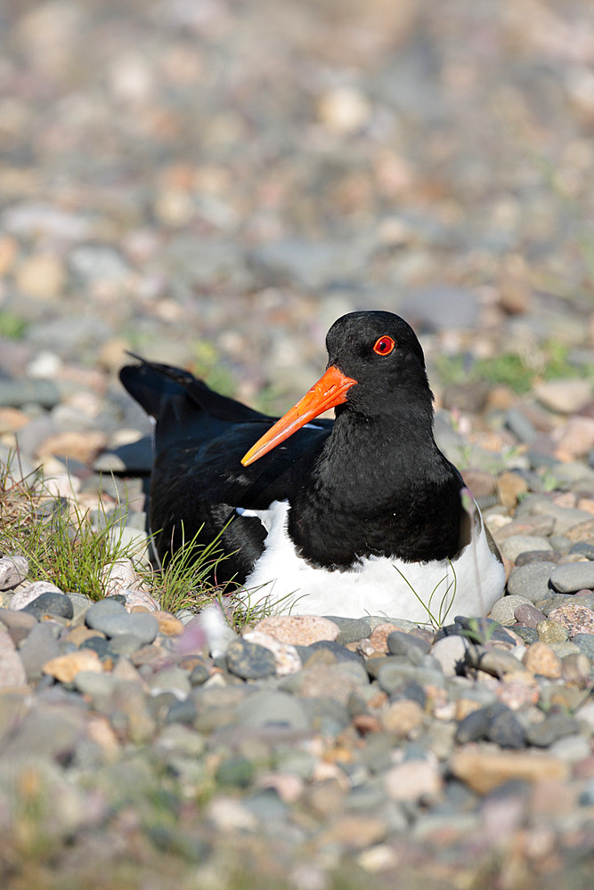 Oystercatcher at nest (Haematopus ostralegus). UK