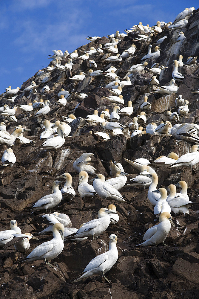 Gannet (Morus bassanus) on nests. Bass Rock, Scotland