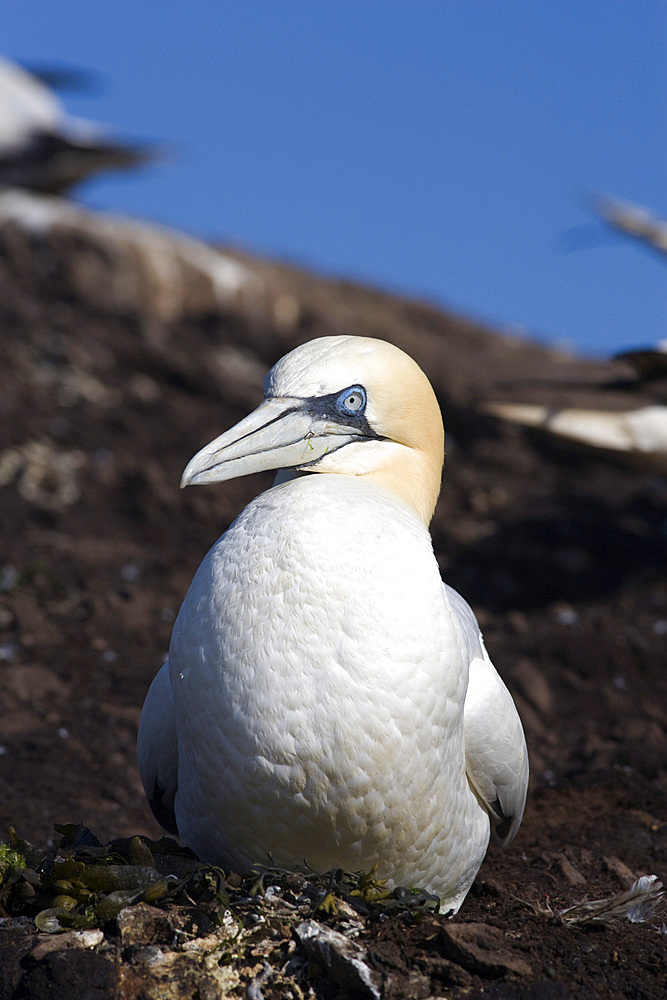 Gannet (Morus bassanus) on nest. Bass Rock, Scotland