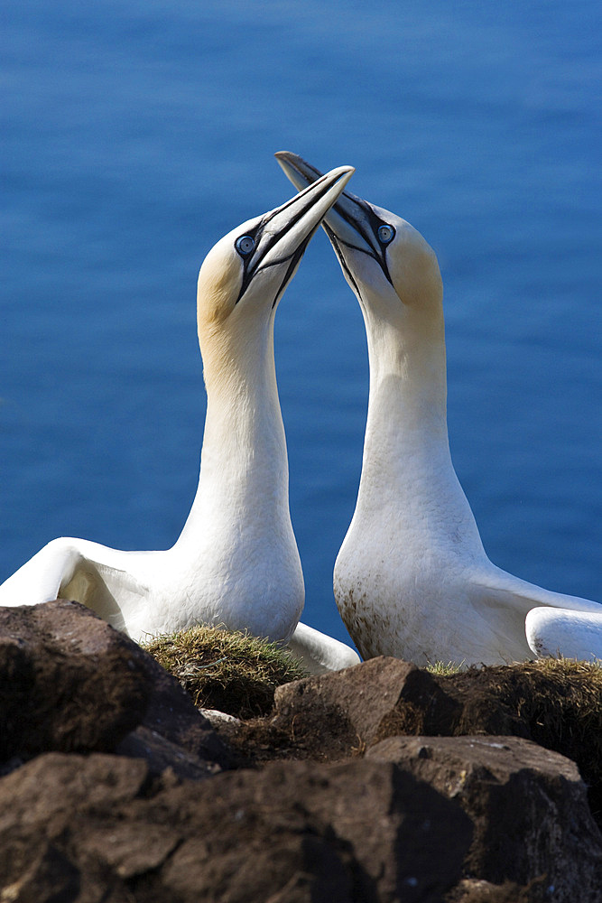 Gannets skypointing (Morus bassanus). Bass Rock, Scotland, UK