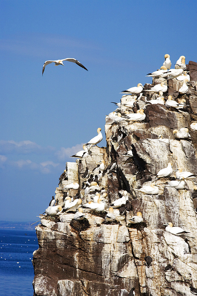 Gannets (Morus bassanus). Bass Rock, Scotland, UK