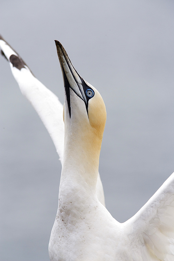 Gannet skypointing (Morus bassanus). Bass Rock, Scotland, UK