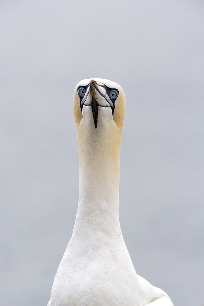 Gannet (Morus bassanus). Bass Rock, Scotland, UK