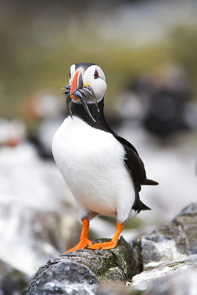 Puffin (Fratercula arctica)with sandeels. Farne Islands, Northumberland, UK