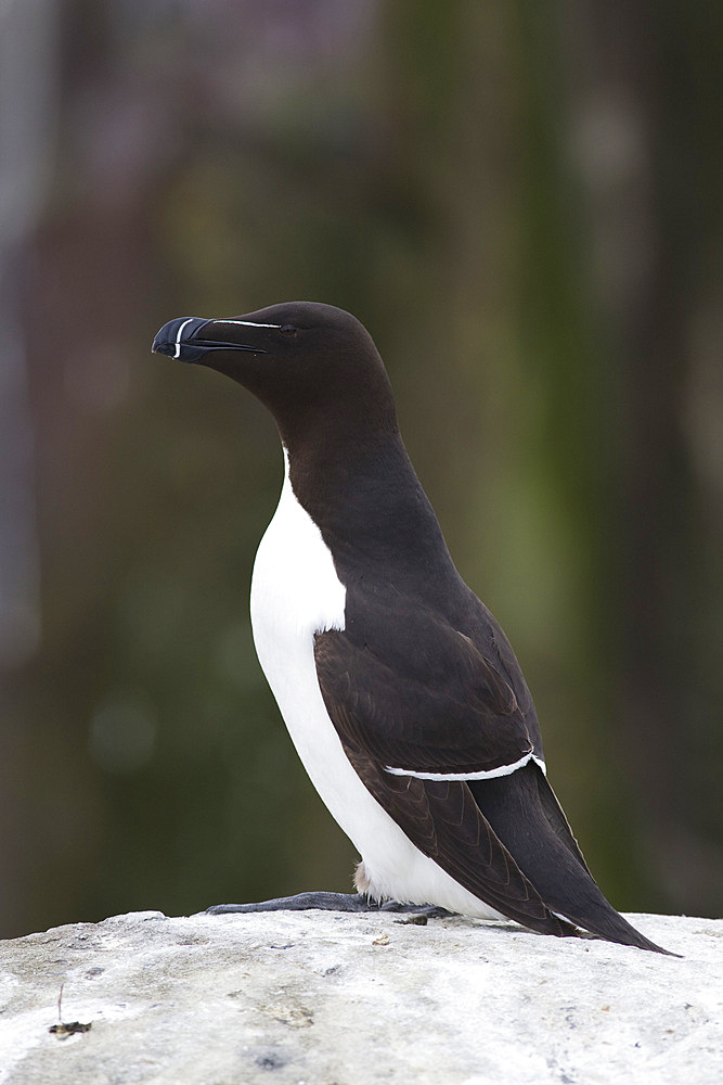 Razorbill (Alca torda). Farne Islands, Northumberland, UK