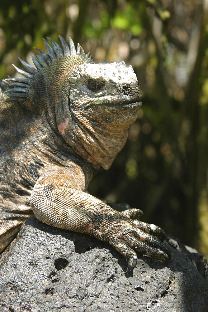 Marine Iguana. Galapagos.