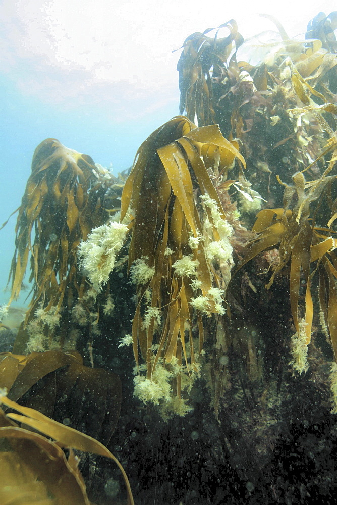 Kelp with growth. Sark, British Isles