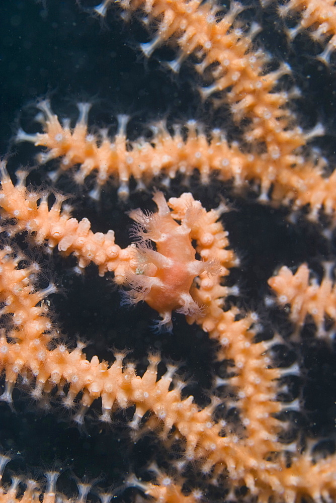 Pink Sea Fan  Eunicella verrucosa & Nudibranch Tritonia nilsodhneri