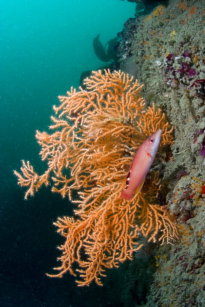 Pink Sea Fan  Eunicella verrucosa & female Cuckoo wrasse Labrus mixtus