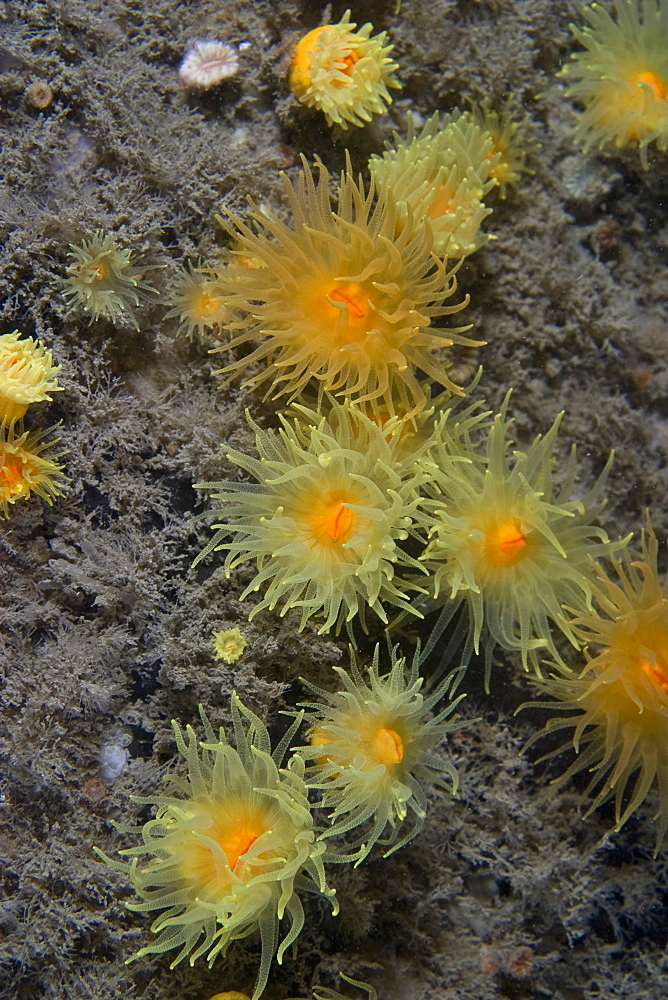 Sunset Cup Coral Leptopsammia pruvoti