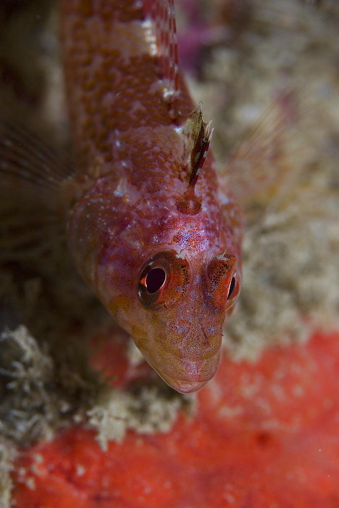 Black-face Blenny (Triperygion delaisi) (atlanticus), Sark, Channel Islands