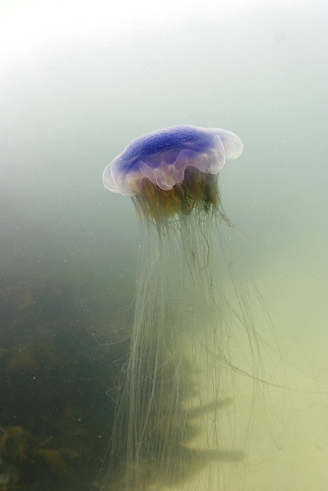 Jellyfish (Cyanea lamarckii). Jersey, British Isles