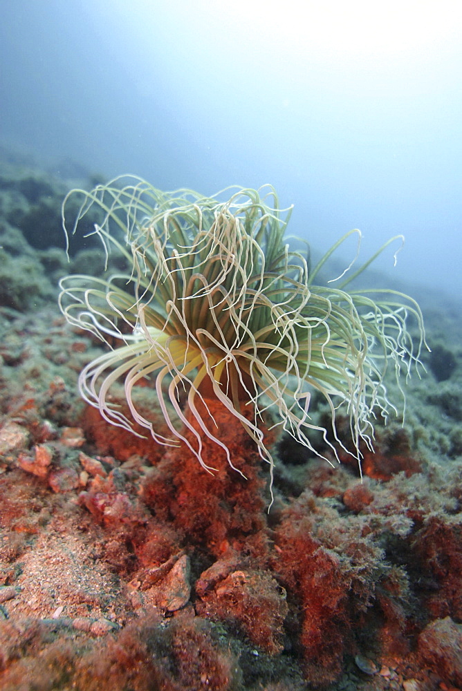 Cerianthid tube anemone. Spanish Mediterranean.