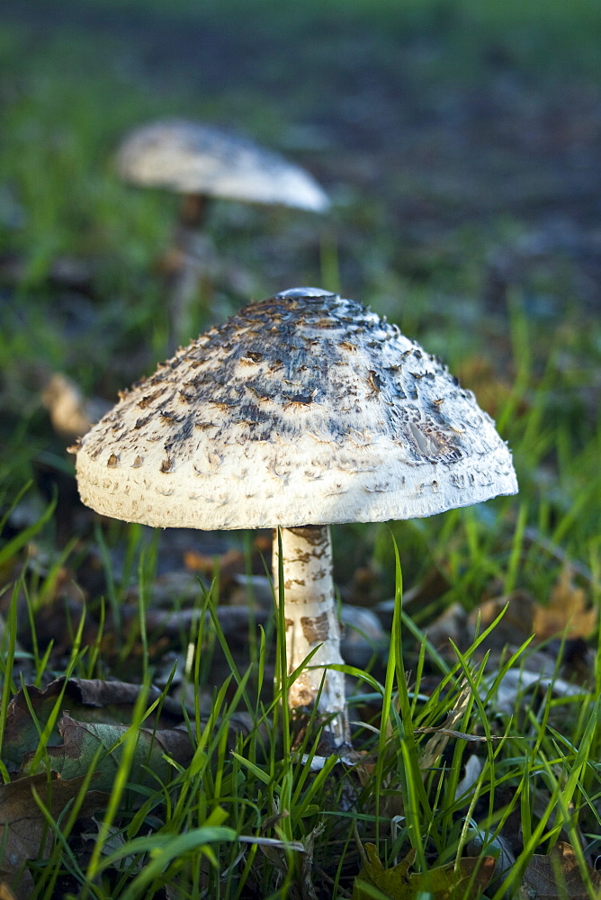 Parasol Mushrooms (Macrolepiota procera). Sark, British Channel Islands