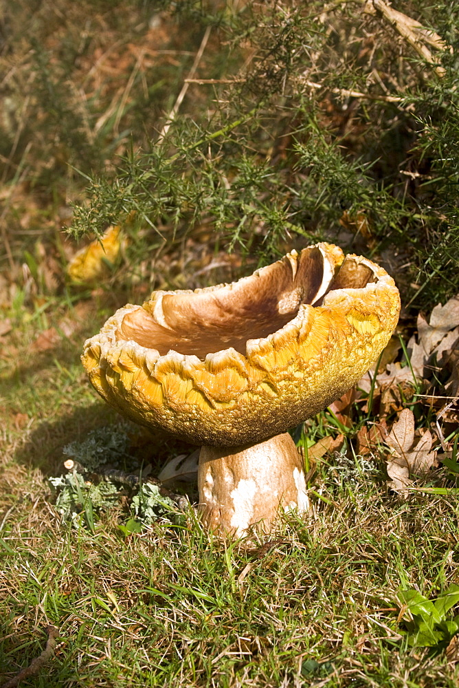 Penny Bun (Boletus edulis). Sark, British Channel Islands