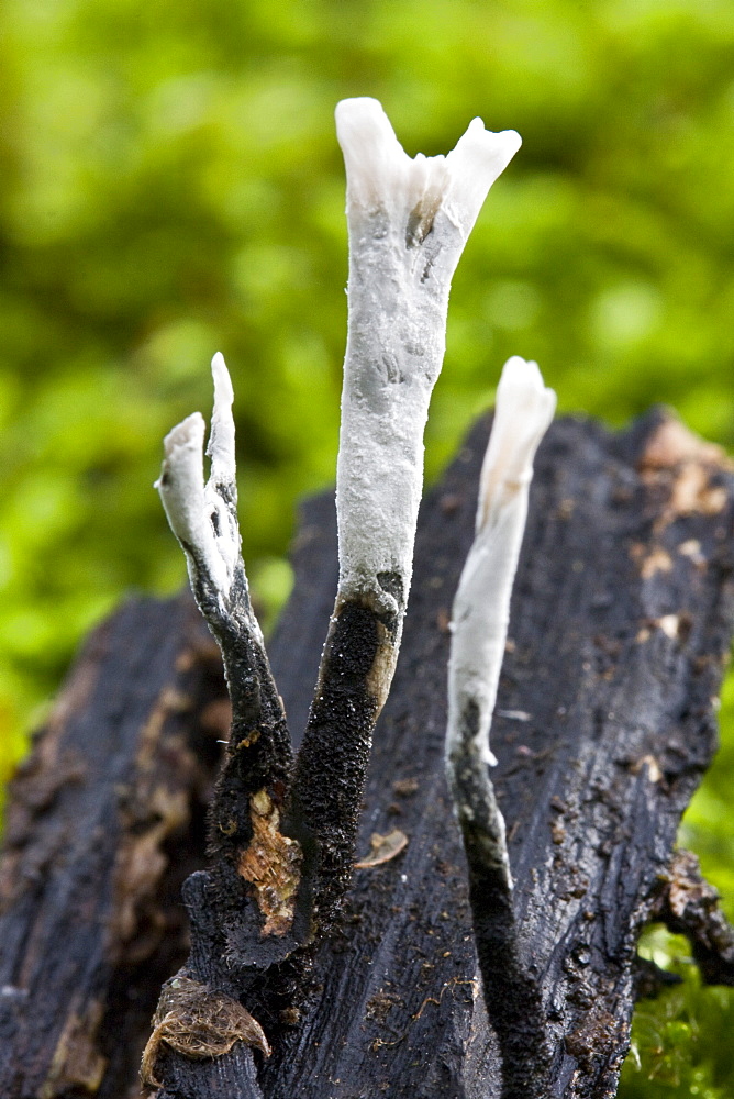 Candle Snuff Fungus (Xylaria hypoxylon). Dixcart Woods, Sark, British Channel Islands