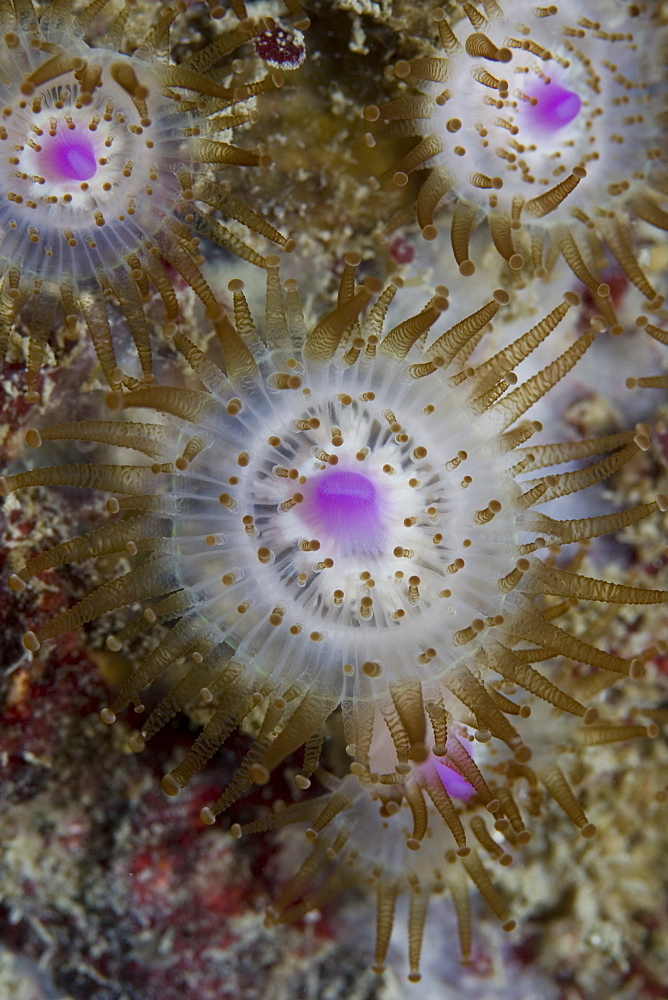 Jewel Anemones (Corynactis viridis), Sark, Channel Islands