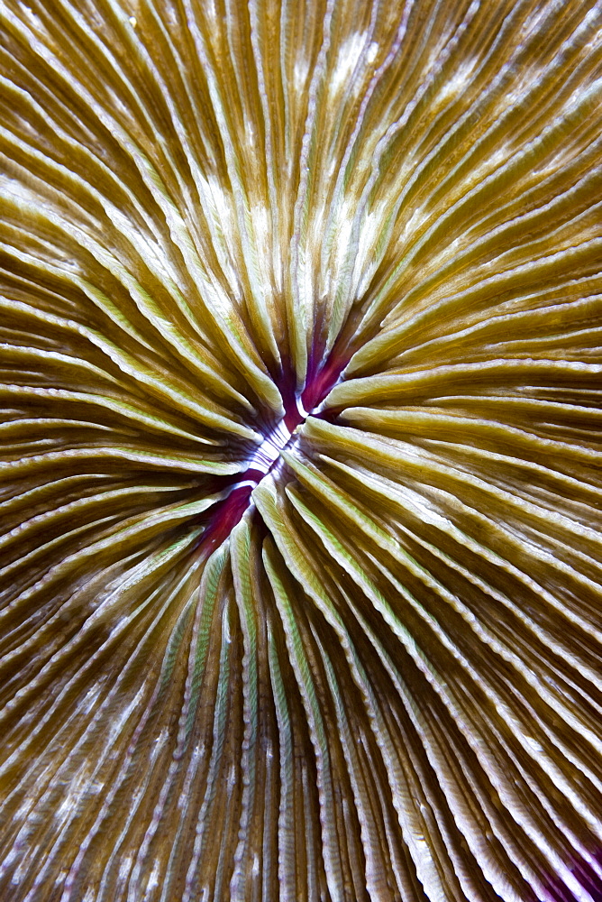 Mushroom Coral Fungia sp