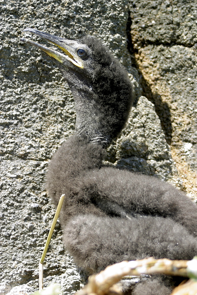 Shag chick. Phalacrocorax aristotelis,  Sark, British Isles