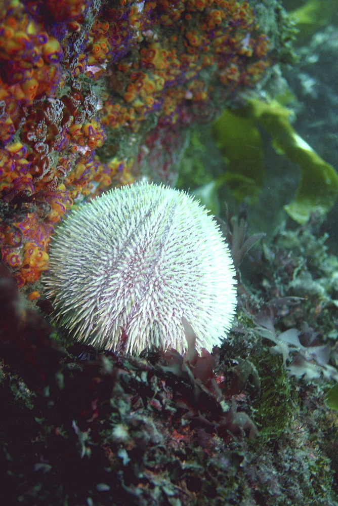 Common Urchin, Echinus (esculentus), Sark, British Isles