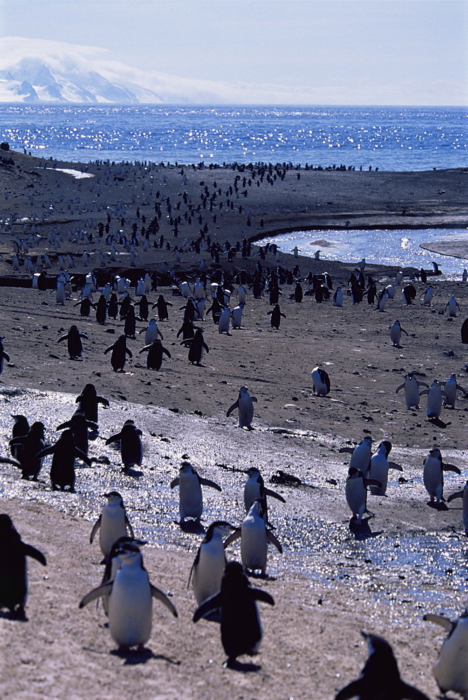 Chinstrap penguin (Pygoscelis antarctica) 'highway' for those coming and going on shore, Deception Island, Antarctica, Southern Ocean.