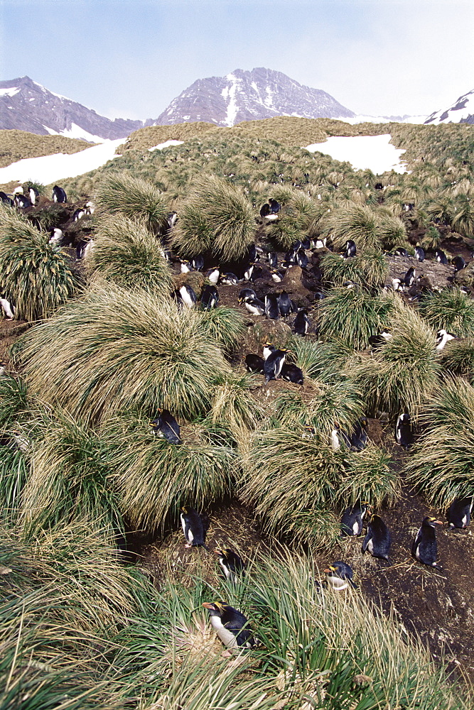 Macaroni penguins (Eudyptes chrysolophus) Nesting amoungst tussock, South Georgia Island, Antarctica, Southern Ocean.